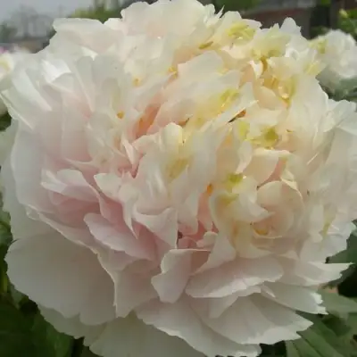 Пион ЗОЛОТОЙ ИЗУМРУД древовидный в Речице