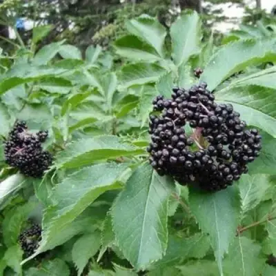 Бузина черная КЛАДЗЕЗЬ в Речице