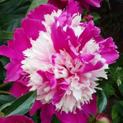 Пион КАПЛЯ РОСЫ травянистый в Речице