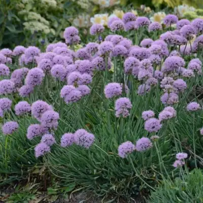 Лук ЛИЗА БЛЮ стареющий в Речице