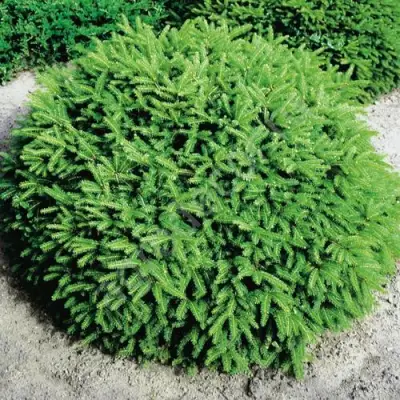 Ель НИДИФОРМИС обыкновенная в Речице