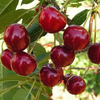 Черешня СЮБАРОВСКАЯ в Речице