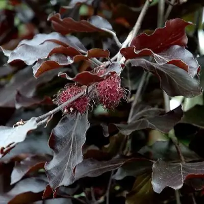 Бук лесной АТРОПУНИЦЕА в Речице