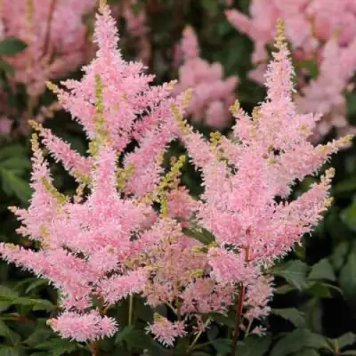 Астильба ЮНИК САЛМОН гибридная в Речице