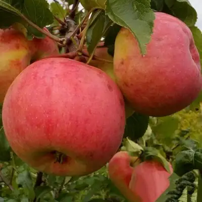 Яблоня БОЛОТОВСКОЕ в Речице