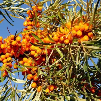 Облепиха ДАР МГУ в Речице