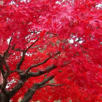 Клен гиннала  в Речице