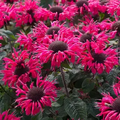 Монарда БИ МЭРИ гибридная в Речице