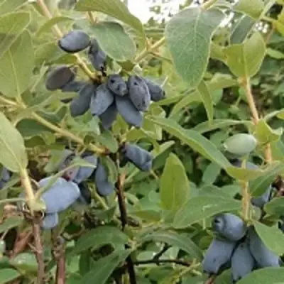 Жимолость съедобная НИМФА (ГАММА) в Речице