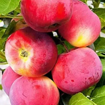 Яблоня СЕРЕБРЯНОЕ КОПЫТЦЕ в Речице