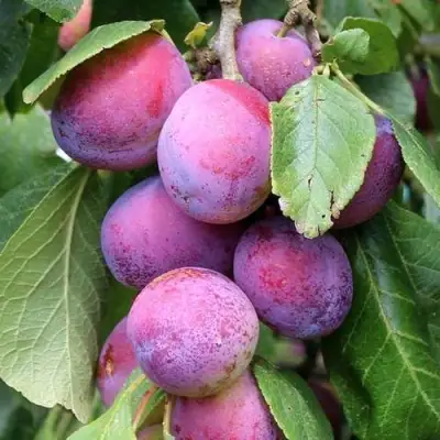 Слива БЛЮ СВИТ колонновидная в Речице