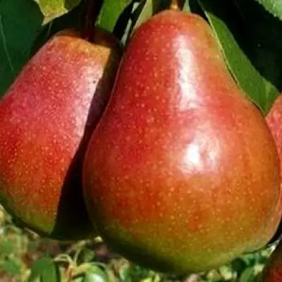 Груша ГЕРА в Речице