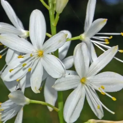 Венечник ветвистый в Речице