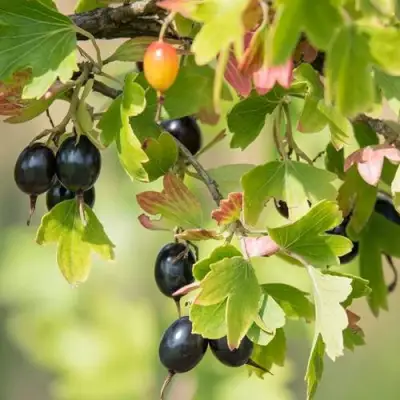 Смородина золотистая БЛЭЙКСТ в Речице