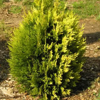 Туя КОППЕР ГОЛД западная в Речице