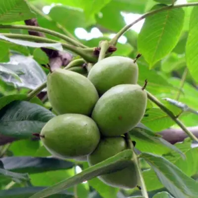 Орех маньчжурский МИЧУРИНЕЦ в Речице