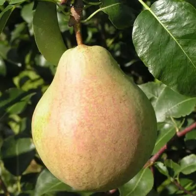 Груша ЛИРА в Речице