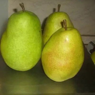 Груша БЕРЕ ЛЮКА в Речице