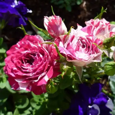 Роза ФЛЕШ ДАНС спрей в Речице