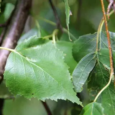 Береза ПОВИСЛАЯ в Речице