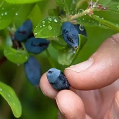 Жимолость съедобная АМФОРА в Речице