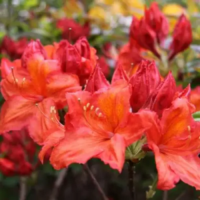 Азалия ЛИЛИНШТЕЙН японская в Речице