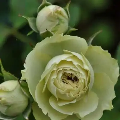 Роза ГРИН ДАЙМОНД миниатюрная в Речице