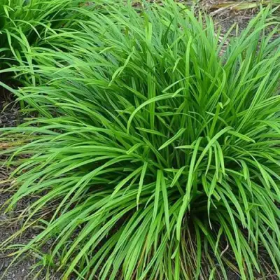 Осока АЙРИШ ГРИН в Речице