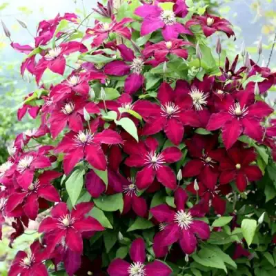 Клематис МАЗОВШЕ в Речице