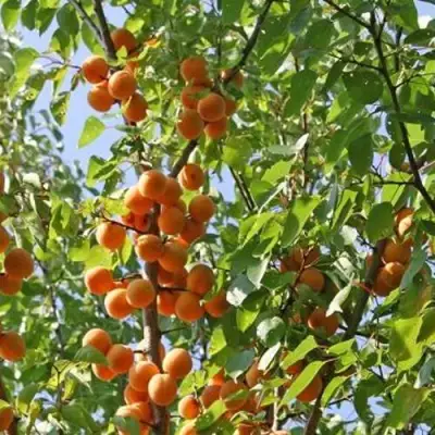 Абрикос ОРЛОВЧАНИН  в Речице