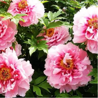 Пион СЕРЕБРИСТЫЙ РУЧЕЙ древовидный в Речице