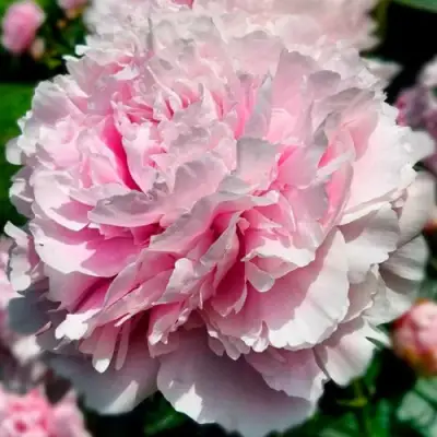 саженцы пиона