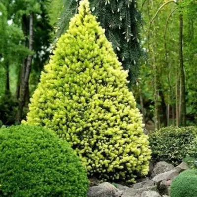 Ель РЕЙНБОУЗ ЭНД сизая в Речице