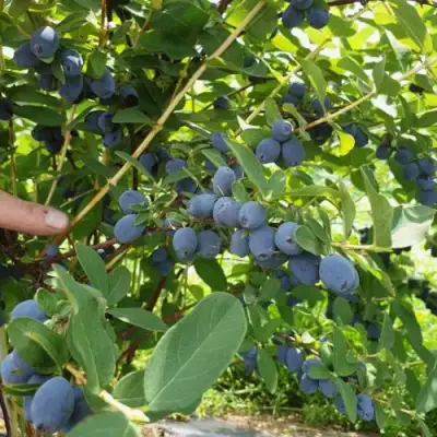 Жимолость съедобная КЛУБНИЧНАЯ СЕНСАЦИЯ в Речице
