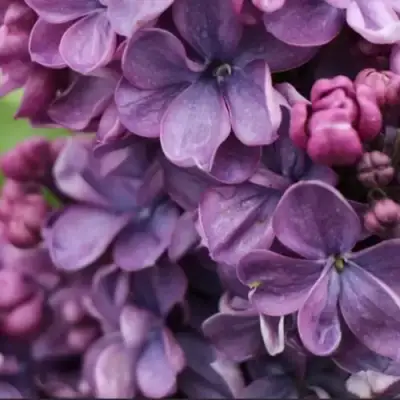 Сирень ВИОЛЕТТА в Речице