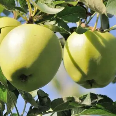 Яблоня САХАРНАЯ в Речице