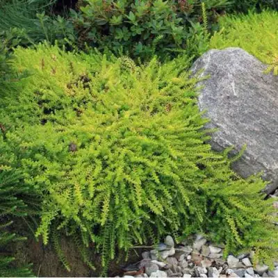 Водяника БЕРНШТЕЙН черная в Речице