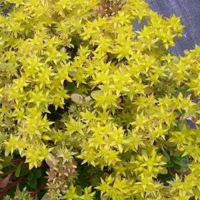 Очиток (седум) ИММЕРГРЮНХЕН в Речице