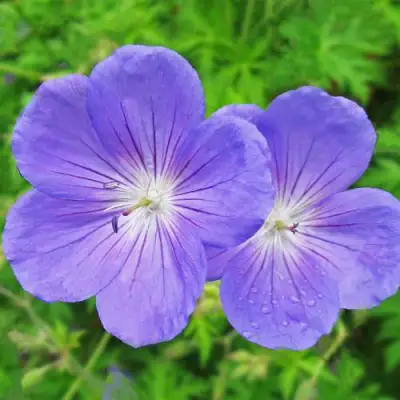 Герань БРУКСАЙД гибридная в Речице