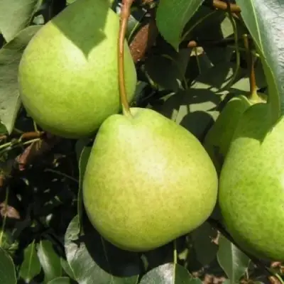 Груша ЛАГОДНАЯ в Речице