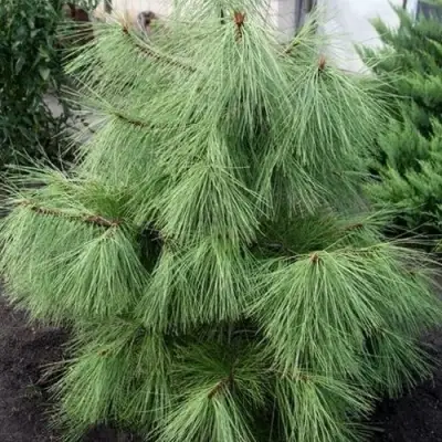 Сосна желтая  в Речице