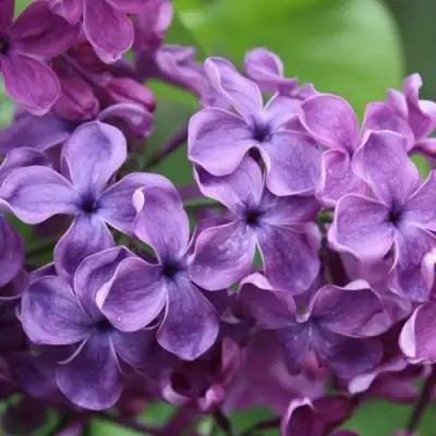 Сирень СУМЕРКИ в Речице