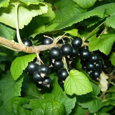 Смородина черная БАГИРА в Речице