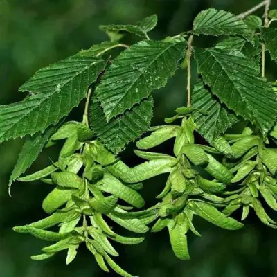 Граб  в Речице