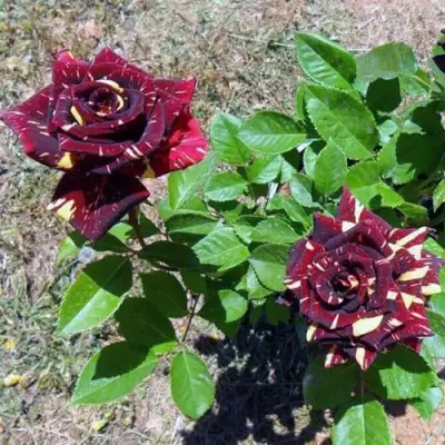 Роза АБРАКАДАБРА чайно-гибридная в Речице