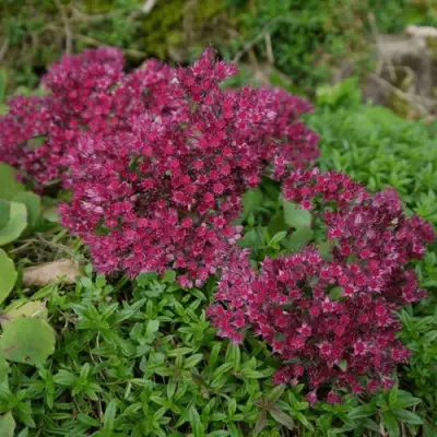 Очиток (седум) РУБИ ГЛОУ скальный в Речице