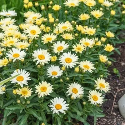 Нивяник БРОДВЕЙ ЛАЙТС великолепный в Речице