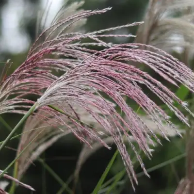 Мискантус МАЛЕПАРТУС китайский  в Речице