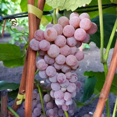 Виноград РИЛАЙНС ПИНК СИДЛИС в Речице