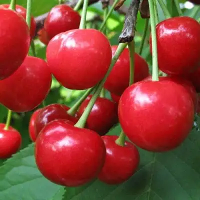 Дюк ПРЕВОСХОДНАЯ ВЕНЬЯМИНОВА в Речице